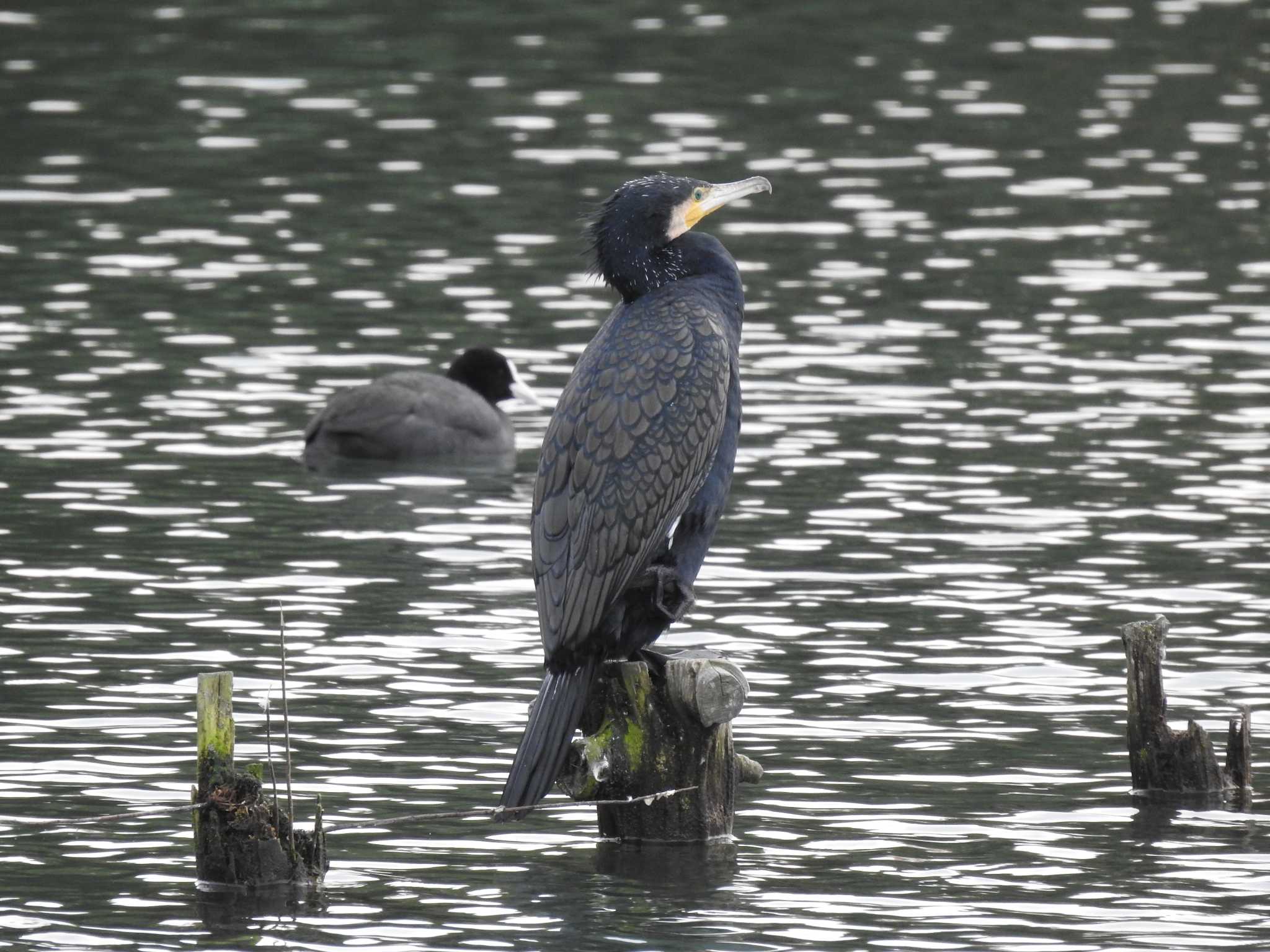 Photo of Great Cormorant at 中島池 by saseriru