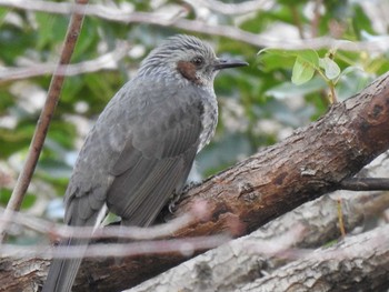 Brown-eared Bulbul 小野洞砂防公園 Sat, 12/21/2019