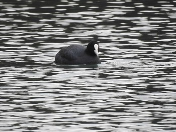 Eurasian Coot 中島池 Sat, 12/21/2019