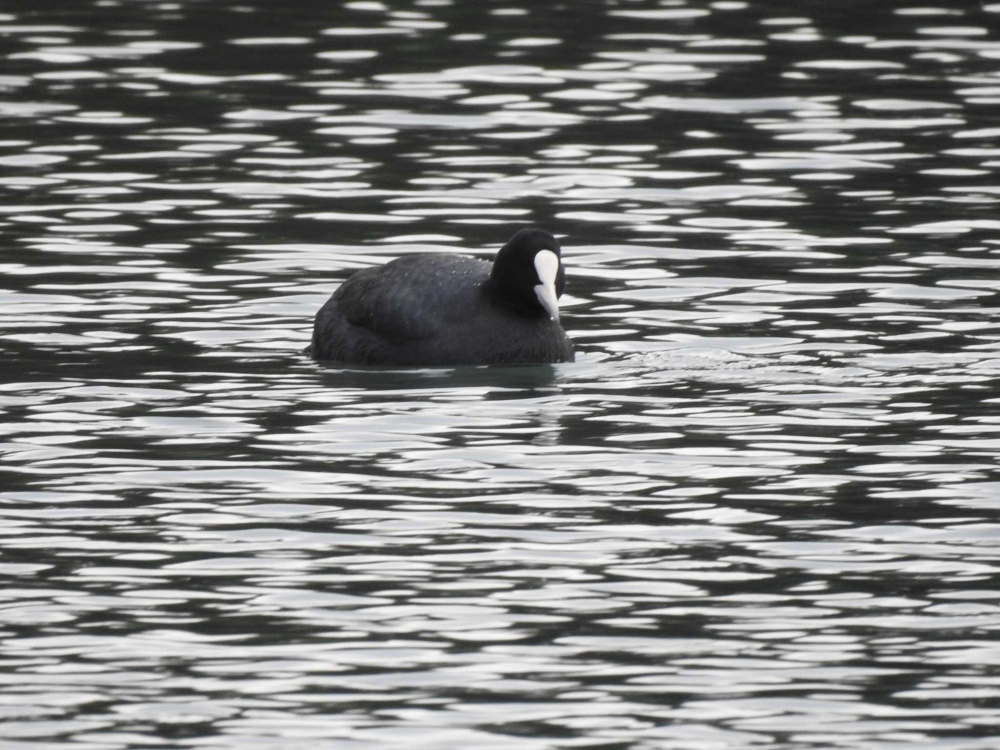 Photo of Eurasian Coot at 中島池 by saseriru