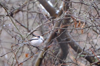 2019年12月14日(土) ウトナイ湖の野鳥観察記録
