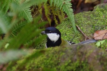 シジュウカラ 薬師池公園 2019年11月24日(日)