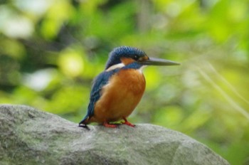 カワセミ 泉の森森林公園 2019年11月3日(日)