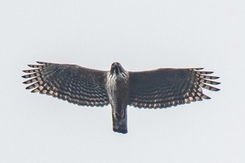 Mountain Hawk-Eagle Unknown Spots Sat, 12/21/2019