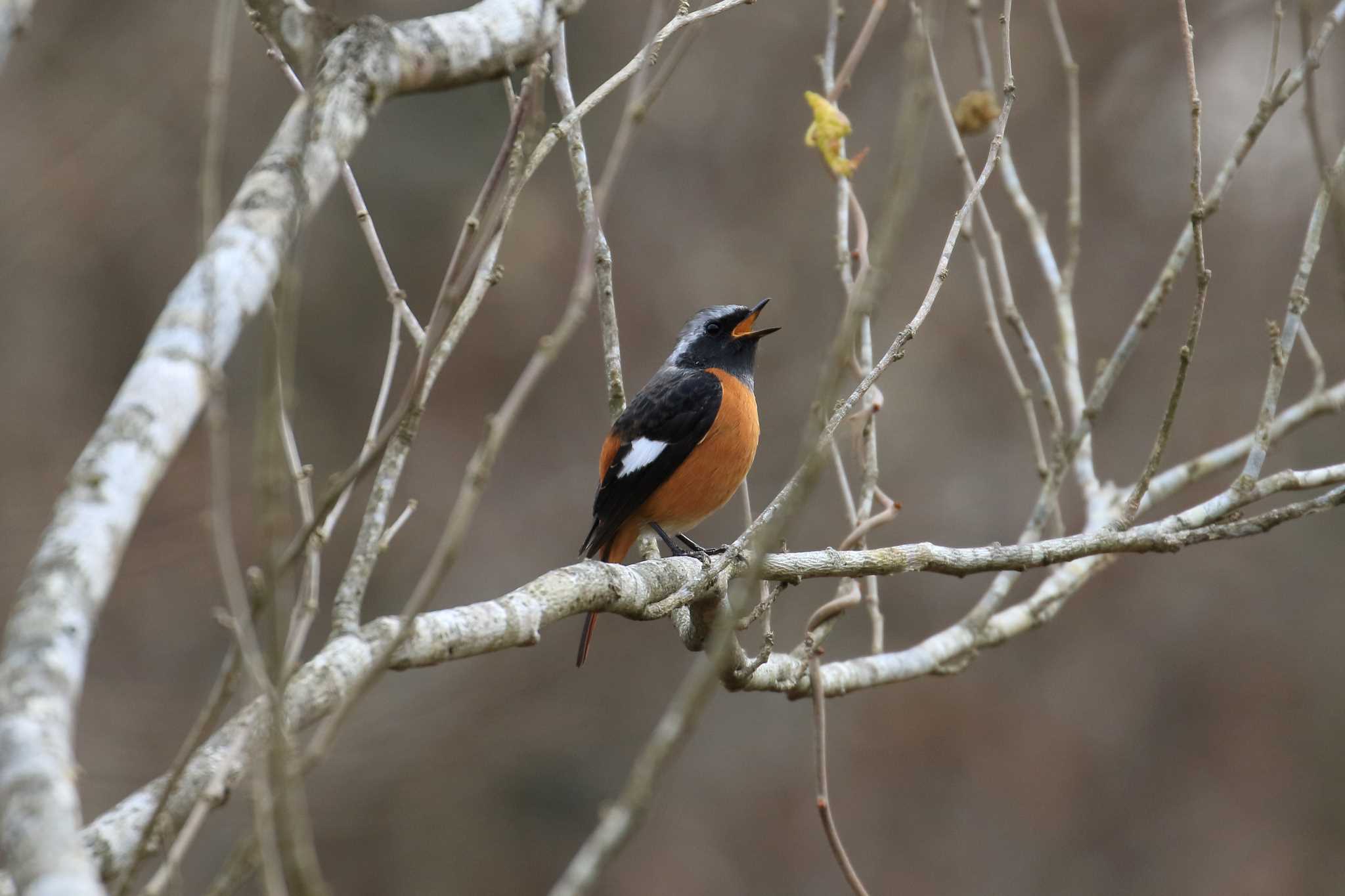 Photo of Daurian Redstart at Kobe Forest Botanic Garden by 明石のおやじ