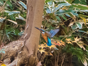 Common Kingfisher Rikugien Garden Sun, 12/15/2019