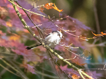 Long-tailed Tit Rikugien Garden Sun, 12/15/2019