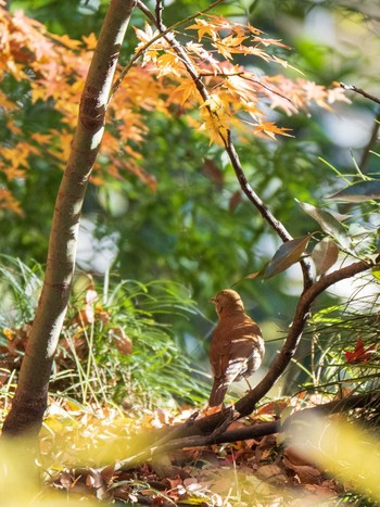 Pale Thrush Rikugien Garden Sun, 12/15/2019