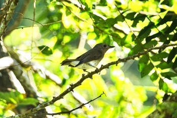 Brown-streaked Flycatcher Langkawi Island(General Area) Tue, 11/26/2019