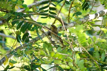 Blue-and-white Flycatcher Langkawi Island(General Area) Tue, 11/26/2019