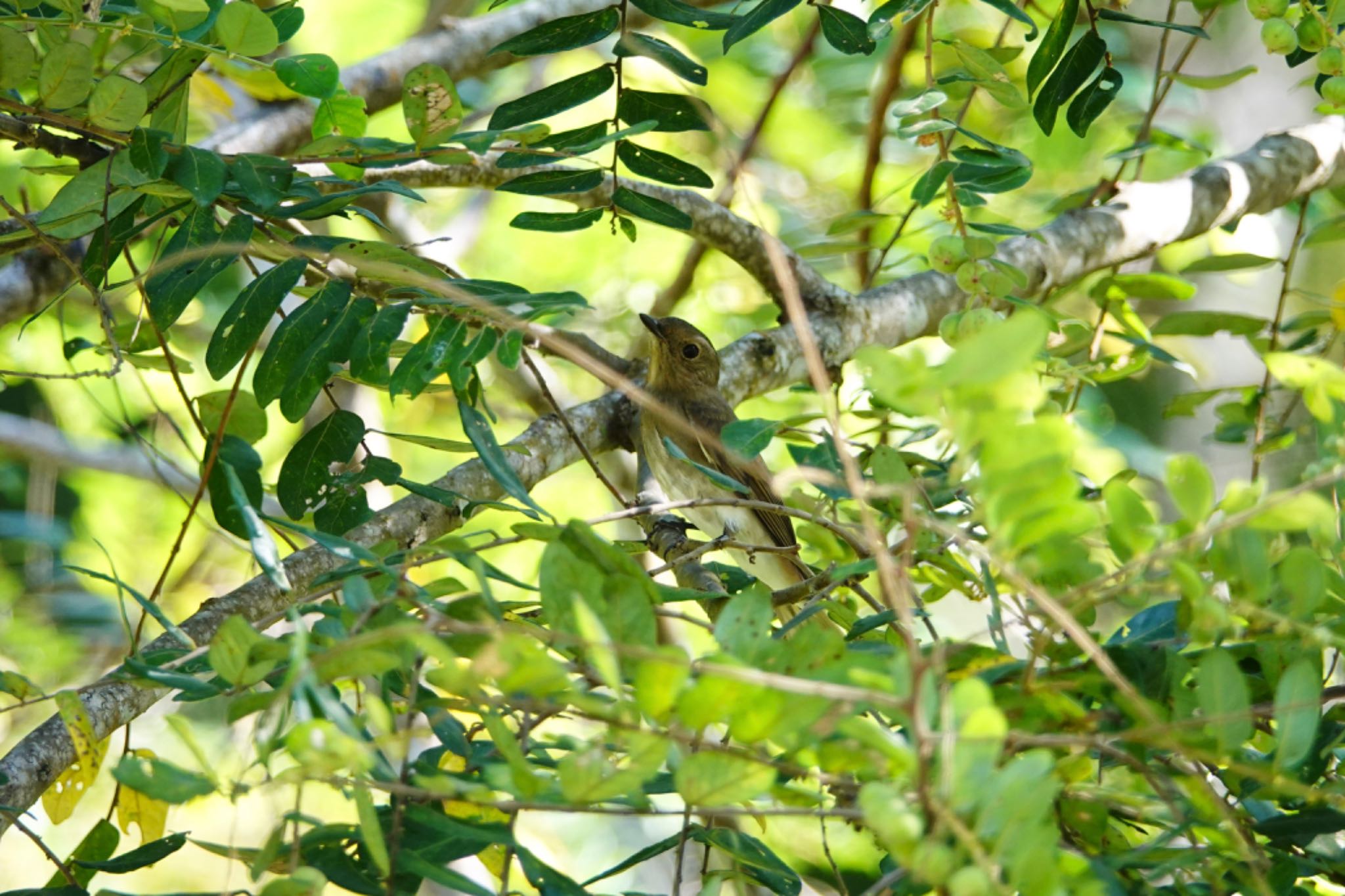 Photo of Brown-streaked Flycatcher at Langkawi Island(General Area) by のどか