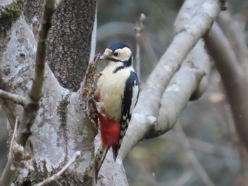 アカゲラ 水元公園 2019年12月21日(土)