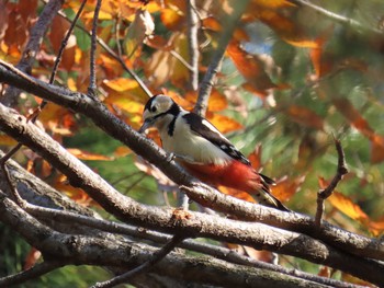 Fri, 12/20/2019 Birding report at Kasai Rinkai Park