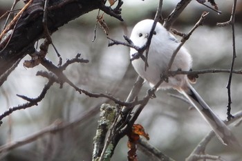 2019年12月14日(土) ウトナイ湖の野鳥観察記録