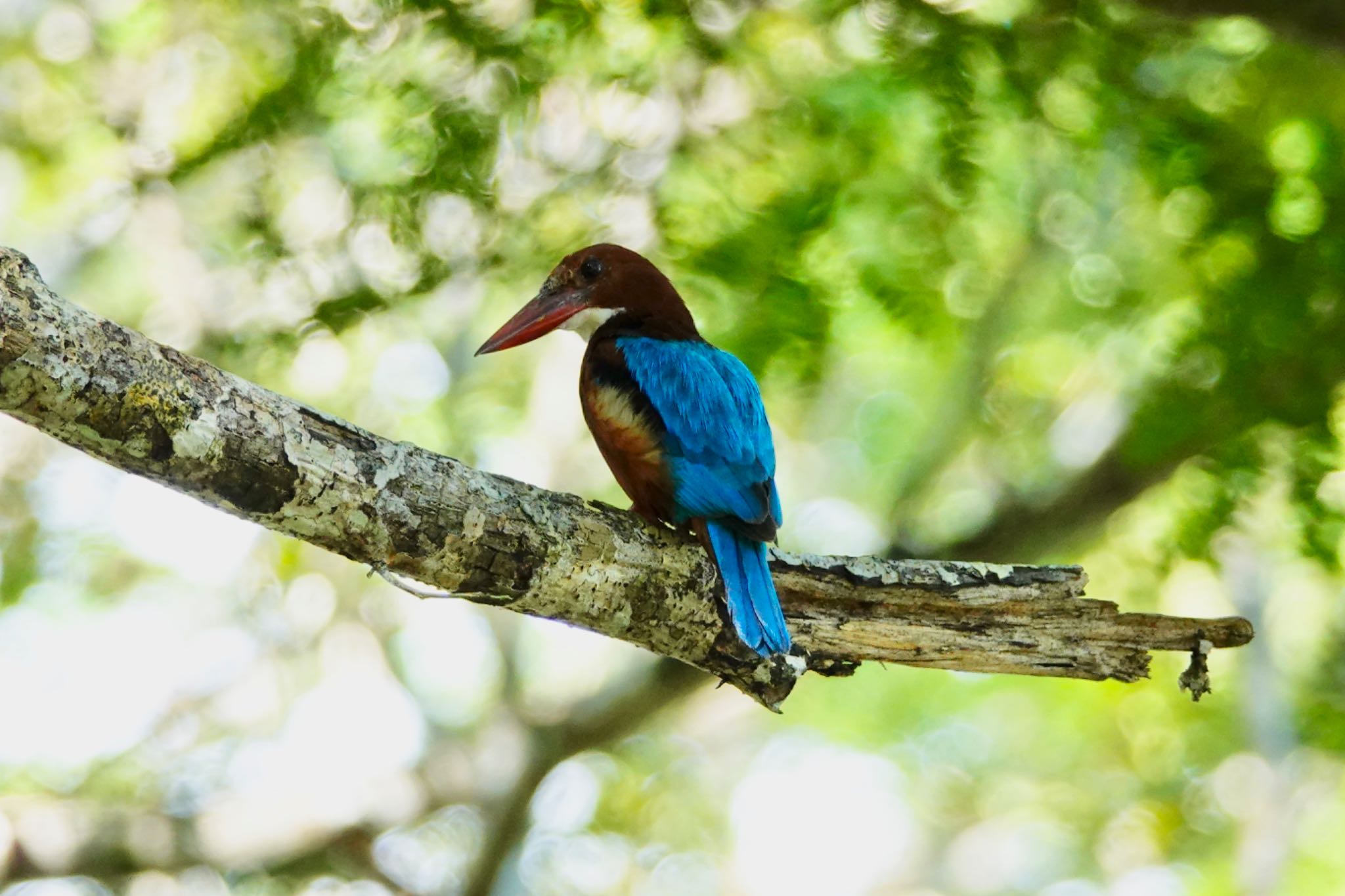 Photo of White-throated Kingfisher at Langkawi Island(General Area) by のどか