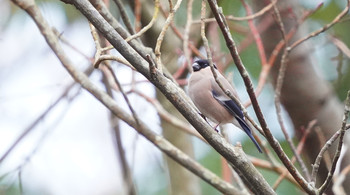 Eurasian Bullfinch 東京都多摩地域 Sat, 12/21/2019