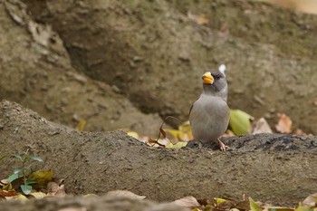 Chinese Grosbeak Unknown Spots Sat, 12/21/2019