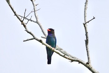 Oriental Dollarbird Langkawi Island(General Area) Tue, 11/26/2019