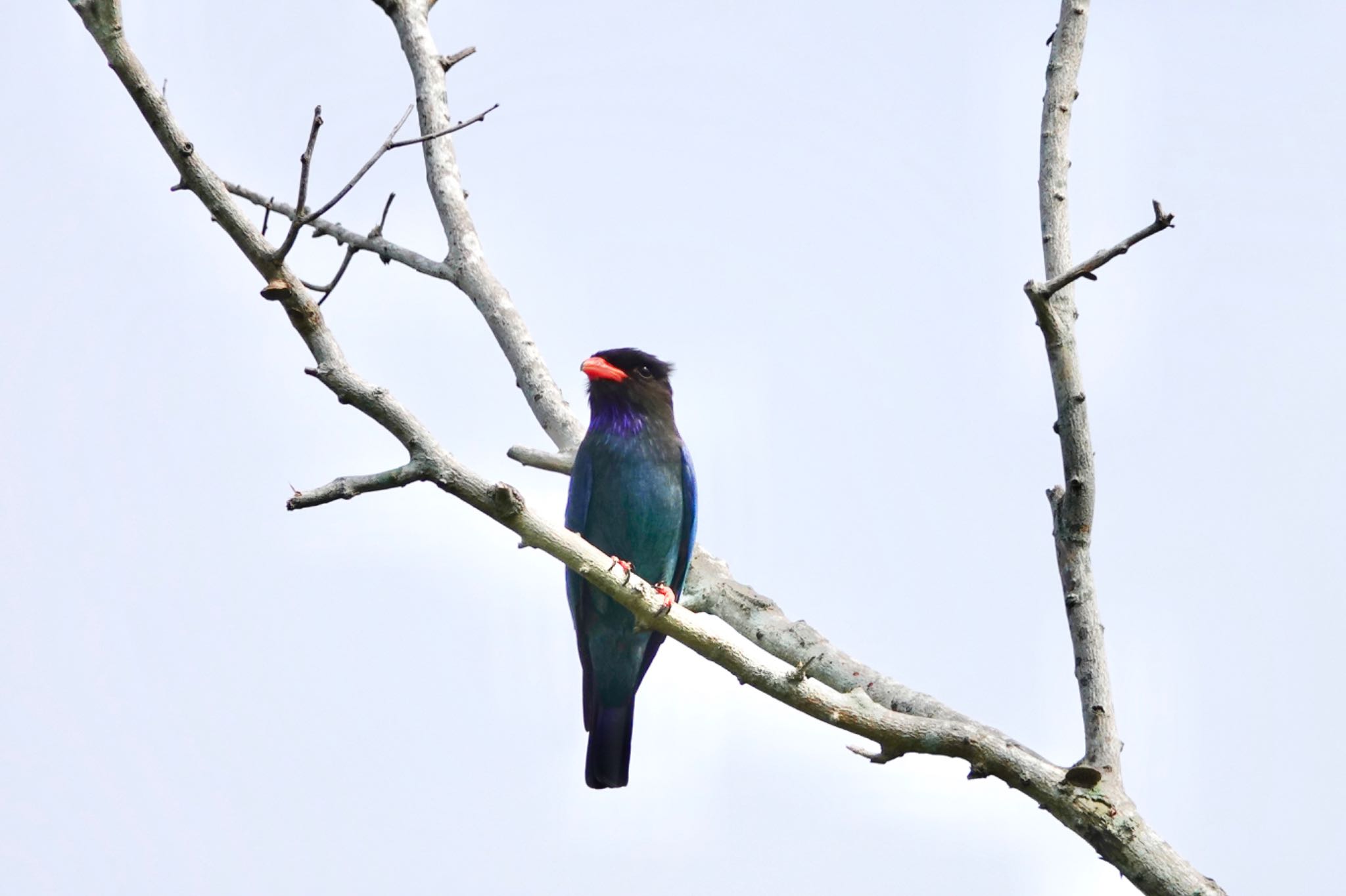 Photo of Oriental Dollarbird at Langkawi Island(General Area) by のどか