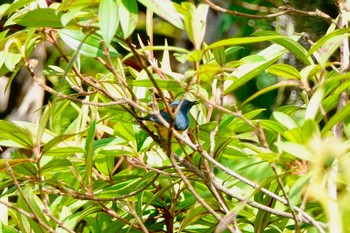 Orange-bellied Flowerpecker Langkawi Island(General Area) Tue, 11/26/2019