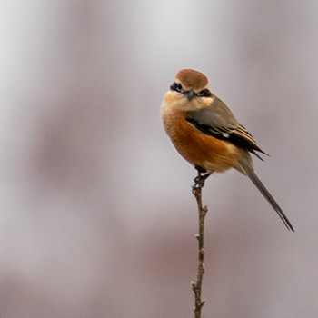 Bull-headed Shrike 芝川第一調節池(芝川貯水池) Sat, 12/21/2019