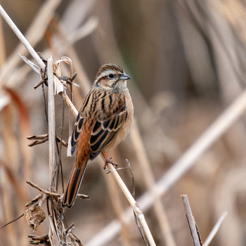 Meadow Bunting 芝川第一調節池(芝川貯水池) Sat, 12/21/2019