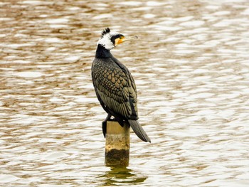 Great Cormorant Mizumoto Park Sat, 12/21/2019