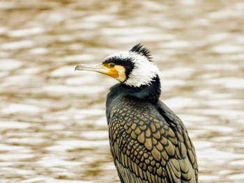 Great Cormorant Mizumoto Park Sat, 12/21/2019