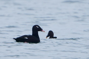 White-winged Scoter Unknown Spots Sat, 12/21/2019