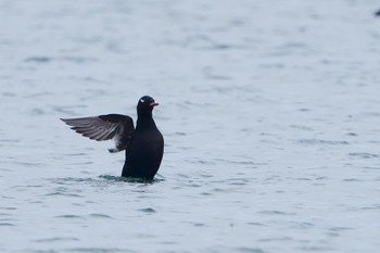 White-winged Scoter Unknown Spots Sat, 12/21/2019