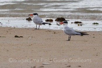 Caspian Tern Ishigaki Island Sat, 12/21/2019