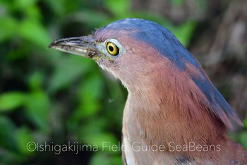 ズグロミゾゴイ 石垣島 2019年12月21日(土)