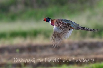 コウライキジ 石垣島 2019年12月21日(土)