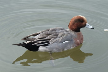 Eurasian Wigeon Akashi Park Sat, 12/21/2019