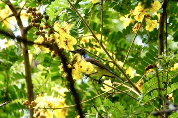 Brown-throated Sunbird Langkawi Island(General Area) Tue, 11/26/2019