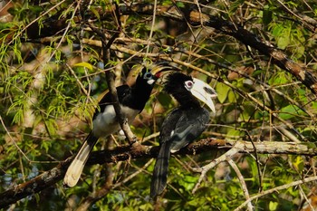 Oriental Pied Hornbill Langkawi Island(General Area) Tue, 11/26/2019