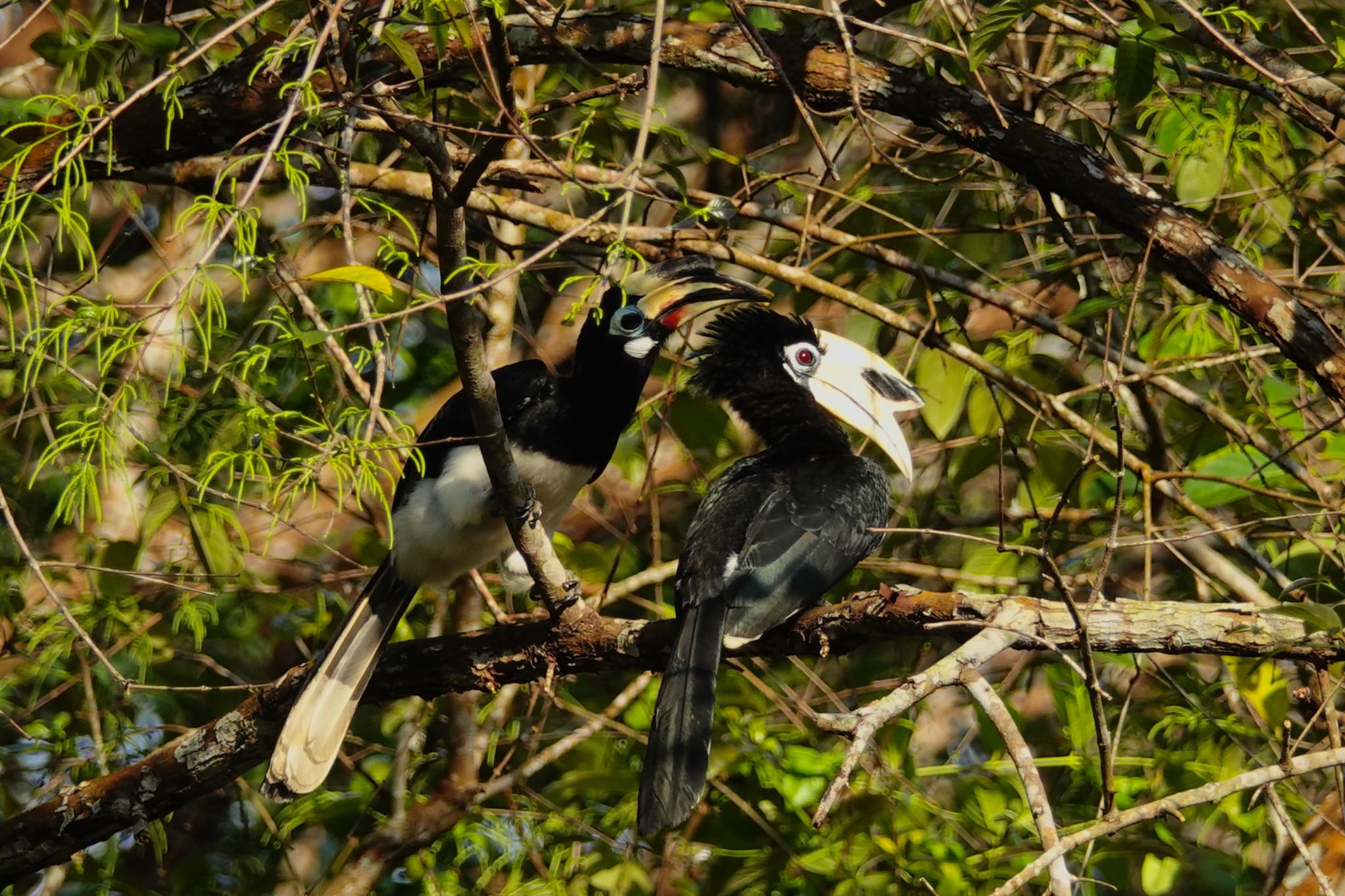 Oriental Pied Hornbill