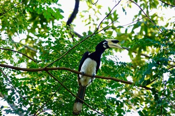 Oriental Pied Hornbill Langkawi Island(General Area) Tue, 11/26/2019