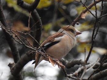 Sat, 12/21/2019 Birding report at 井の頭恩賜公園