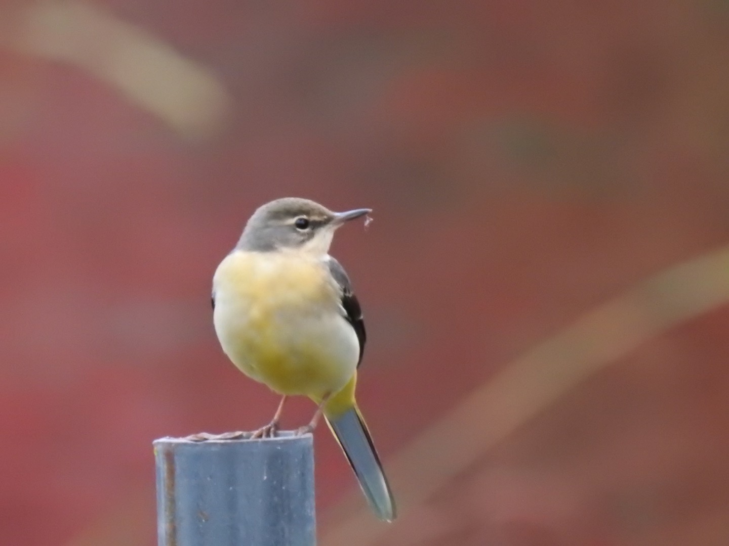 井の頭恩賜公園 キセキレイの写真 by da