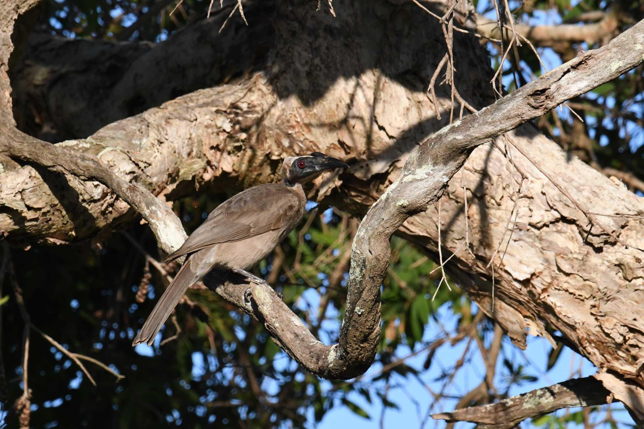 Photo of Hornbill Friarbird at ケアンズ by あひる