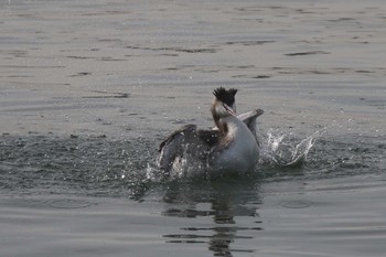 カンムリカイツブリ 兵庫県西宮市 2019年12月21日(土)