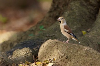 Hawfinch Unknown Spots Sat, 12/21/2019