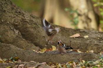 Hawfinch Unknown Spots Sat, 12/21/2019