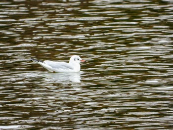 ユリカモメ 水元公園 2019年12月21日(土)