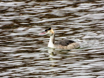 カンムリカイツブリ 水元公園 2019年12月21日(土)