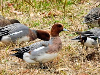 ヒドリガモ 水元公園 2019年12月21日(土)