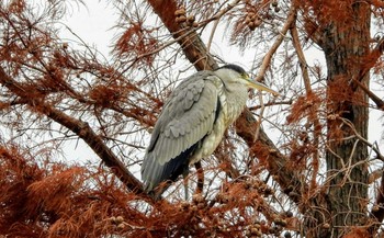 アオサギ 水元公園 2019年12月21日(土)