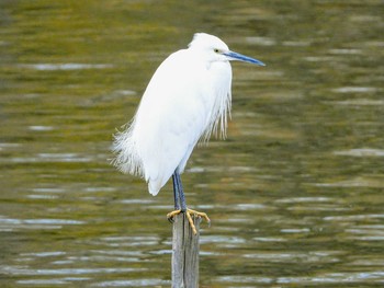 コサギ 水元公園 2019年12月21日(土)