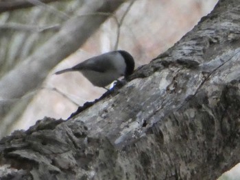 2019年12月21日(土) 仏果山(神奈川県)の野鳥観察記録